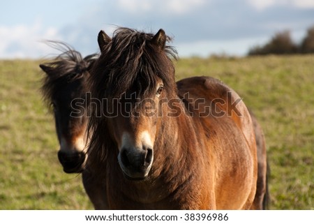 Shaggy Horse