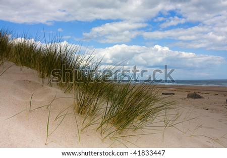 Grass On Beach