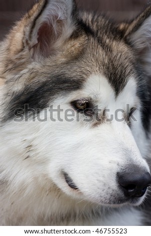 Pure bred giant alaskan malamute puppy dog portrait.