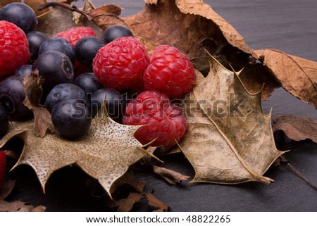 Forest fruits of raspberry and blueberry nestling amongst dried holly leafs.