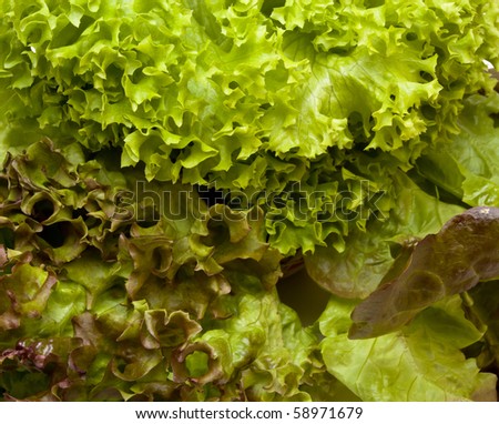 Vibrant Three headed Lettuce known as gourmet medley consisting of lollo rosso, red oak leaf and Lollo Biondi varieties.