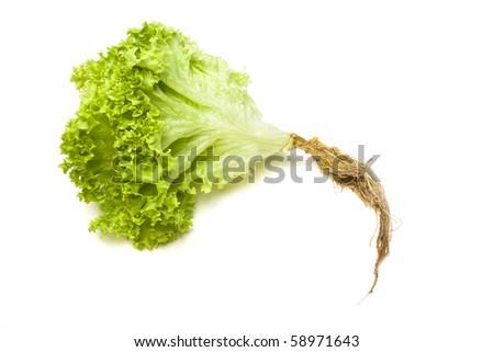 live lettuce