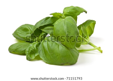 Sprigs of fresh basil from low perspective isolated on white. - stock photo