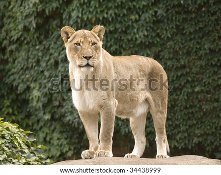 female lion standing on rock.