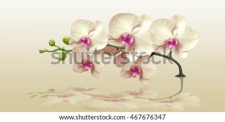 Orchid with reflection in the panorama