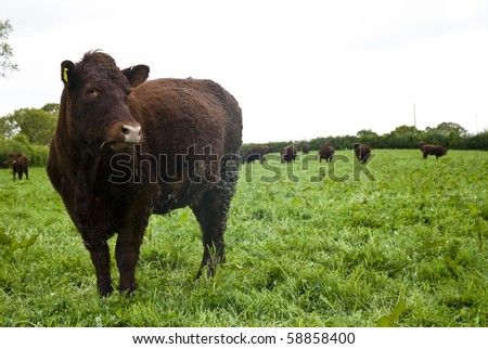Devon Red cow standing in a field