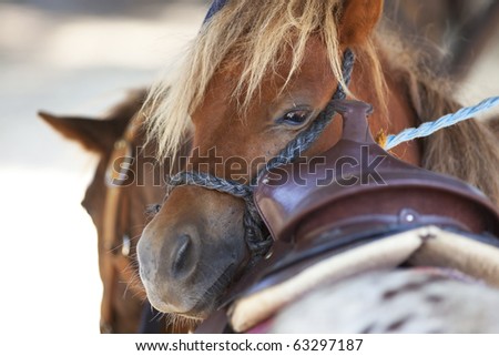 close-up of horse lying down head on back of another horse
