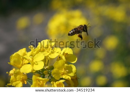 European honey bee The European honey bee or western honey bee (Apis mellifera) is a species of honey bee.