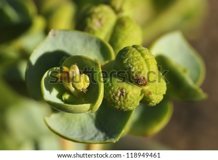 Sea Spurge - Euphorbia paralias Closeup of flower & seed