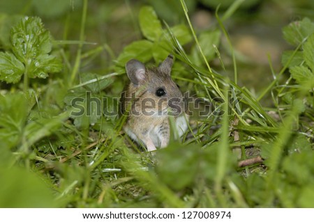 Wood Mouse or Long Tailed Field Mouse - Apodemus sylvaticus