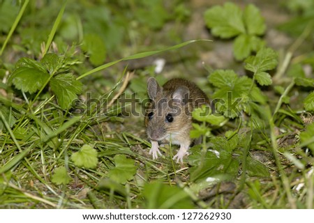 Wood Mouse or Long Tailed Field Mouse - Apodemus sylvaticus
