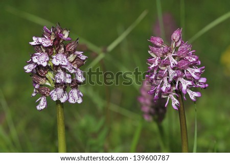 Lady Orchid - Orchis purpurea (left) with Hybrid Lady x Monkey Orchid - Orchis purpurea x simia (right)