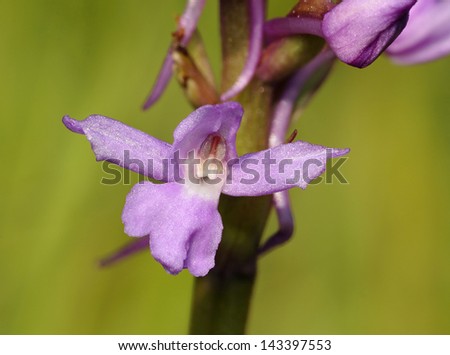 Common Fragrant Orchid - Gymnadenia conopsea Single flower closeup