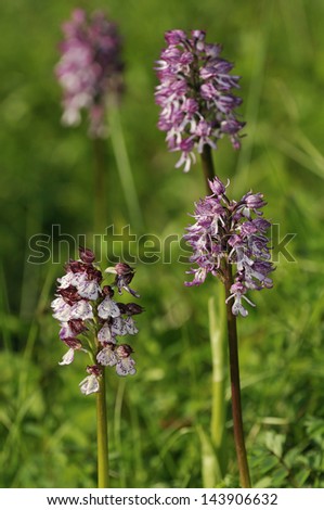 Lady Orchid - Orchis purpurea (front left) with three Lady x Monkey Orchid Hybrid - Orchis purpurea x simia