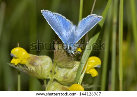 Common Blue - Polyommatus icarus Male on Yellow Rattle flower - Rhinanthus minor