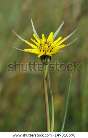 Goatsbeard - Tragopogon pratensis Also known as Jack-go-to-bed-at-noon