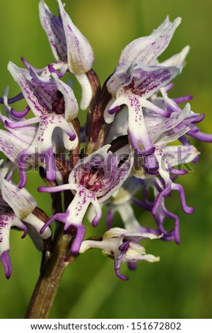 Monkey Orchid - Orchis simia Rare British Orchid
