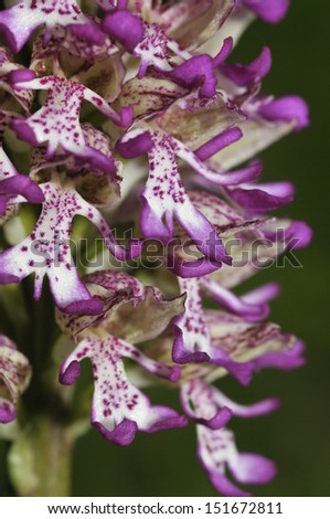 Lady x Monkey Orchid Hybrid - Orchis purpurea x simia
