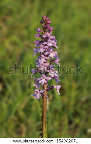 Common Fragrant Orchid - Gymnadenia conopsea