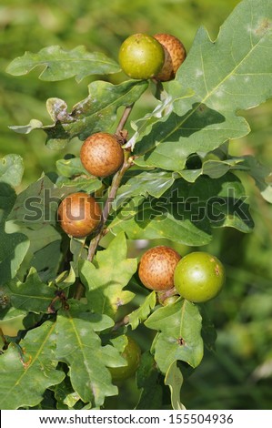 Marble Oak Galls on Pedunculate Oak Tree - Andricus kollari