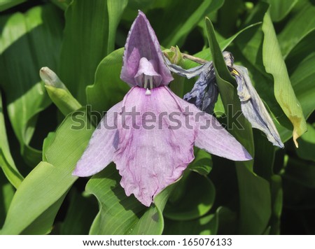Roscoea humeana flower Member of the Ginger family from China