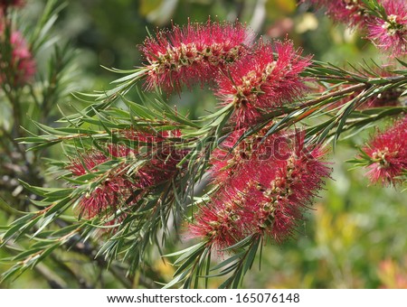 Callistemon linearis Native plant from Australia