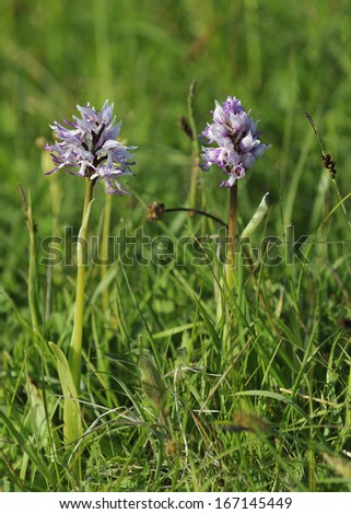 Two Monkey Orchid  - Orchis simia Rare British Orchid