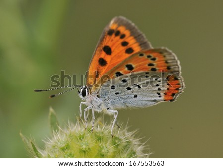 Large Copper Butterfly - Lycaena dispar Female