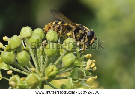 Hoverfly - Sericomyia silentis On Ivy flower