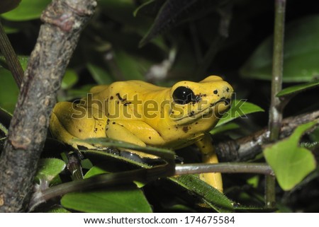 Golden Poison Frog - Phyllobates terribilis The worlds most poisonous animal