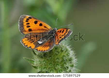 Large Copper Butterfly - Lycaena dispar Female