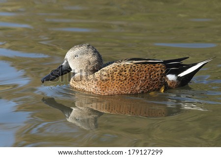 Red Shoveler Duck - Anas platalea Male on water with reflection