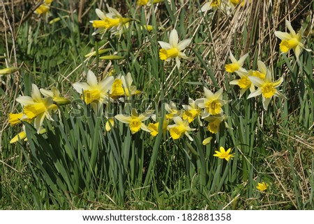 Wild Daffodils - Narcissus pseudonarcissus Growing in a field edge with Lesser Celandine - Ranunculus ficaria
