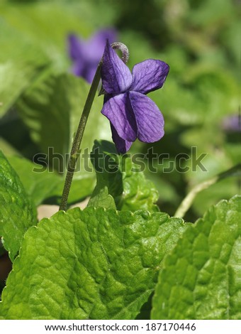 Sweet Violet - Viola odorata Dark flower among leaves