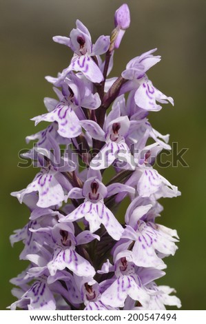 Common Spotted Orchid - Dactylorhiza fushsii Closeup of flower spike