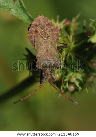 Dock Bug or Squash Bug - Coreus marginatus