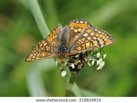 Marsh Fritillary Butterfly - Eurodryas aurinia on Plantain flower