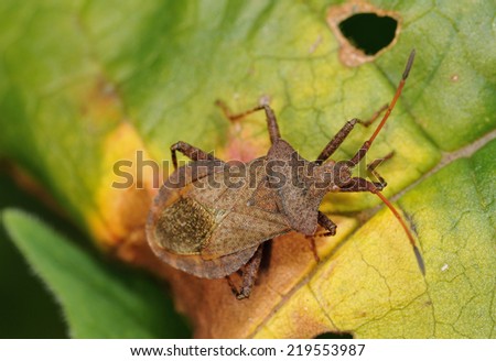 Dock Bug or Squash Bug - Coreus marginatus