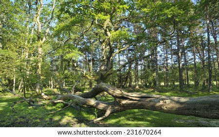 Fallen Tree in forest glade, New Forest