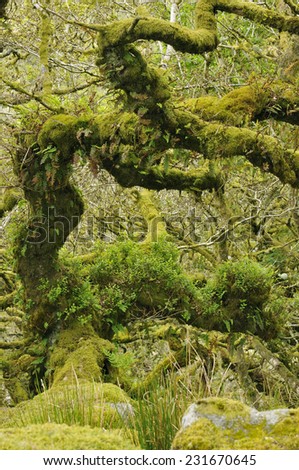 Moss covered Granite Boulders & Oak Trees with epiphytic mosses, lichens and ferns Wistman's Wood, Dartmoor, Devon