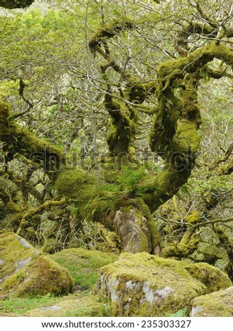 Moss covered Granite Boulders & Oak Tree with epiphytic mosses, lichens and ferns Wistman\'s Wood, Dartmoor, Devon