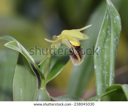 Ocher Yellow Coelogyne Orchid - Coelogyne fuscescens From Nepal, India, Sikkim, Bhutan, lower Burma, China and northeastern Thailand