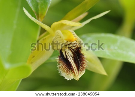 Ocher Yellow Coelogyne Orchid - Coelogyne fuscescens From Nepal, India, Sikkim, Bhutan, lower Burma, China and northeastern Thailand