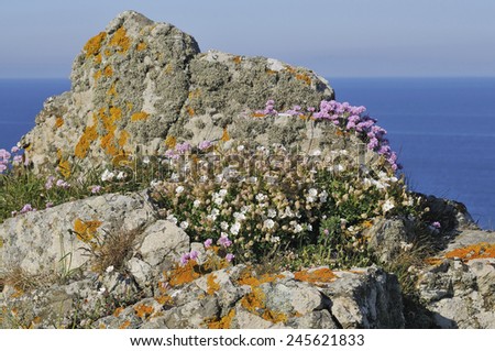 Sea Campion - Silene maritima  Thrift or Sea Pink - Armeria maritima On rock outcrop