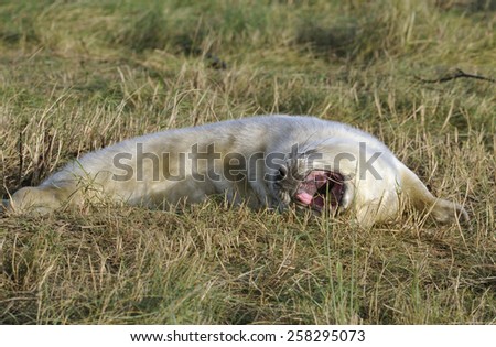 Atlantic Grey Seal Pup - Halichoerus grypus\
Mouth open, no teeth