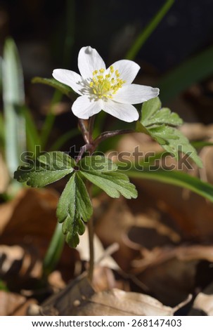 Wood Anemone - Anemone nemorosa\
Single plant showing flower & leaf
