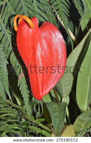 Flamingo Flower - Anthurium scherzerianum Native of South America & popular house plant