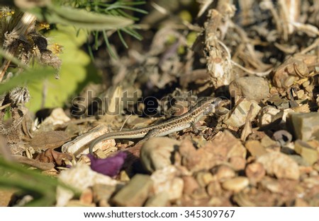 Snake-eyed Lacertid - Ophisops elegans\
Common Lizard in Cyprus