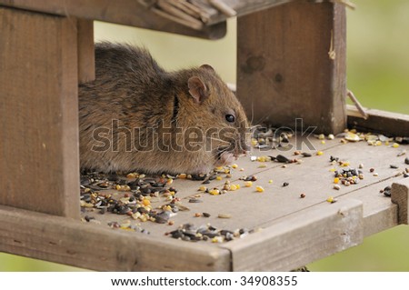 Brown Rat - Rattus norvegicus Raids garden bird table for seed
