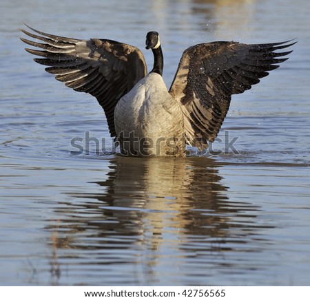 Canada Goose - Branta canadensis Flapping wings in water